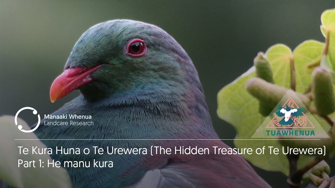 Te Kura Huna o Te Urewera: He Manu Kura (Part 1)