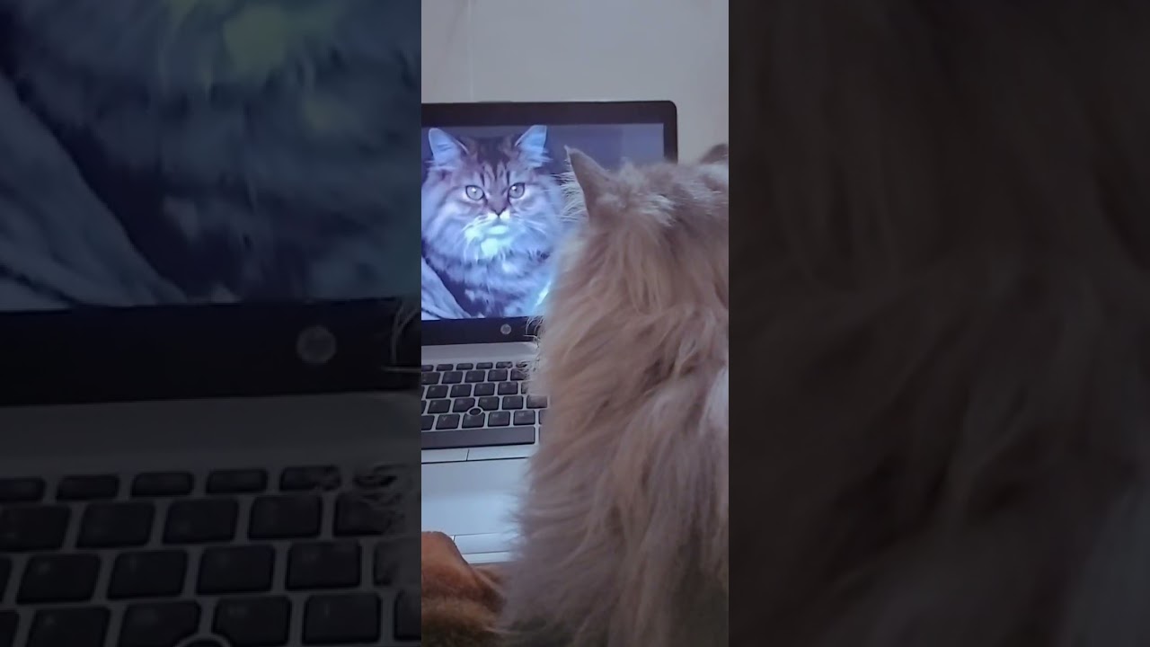 "Who says you can't binge-watch cartoons with your cat? 😻📺👩‍🤝‍👨🐾 