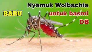 Nyamuk Wolbachia  Inovasi Untuk Basmi Demam Berdarah
