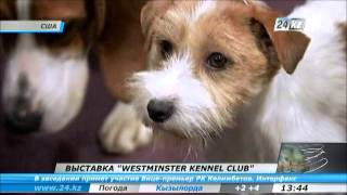 В США пройдет выставка собак Westminster Kennel Club В США пройдет выставка собак Westminster Kennel Club