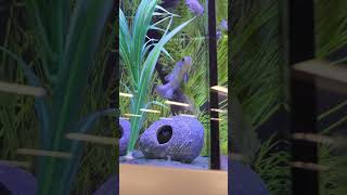 electric blue acara cichlid #fish