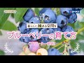 ブルーベリーの育て方【プランター栽培】コーナン