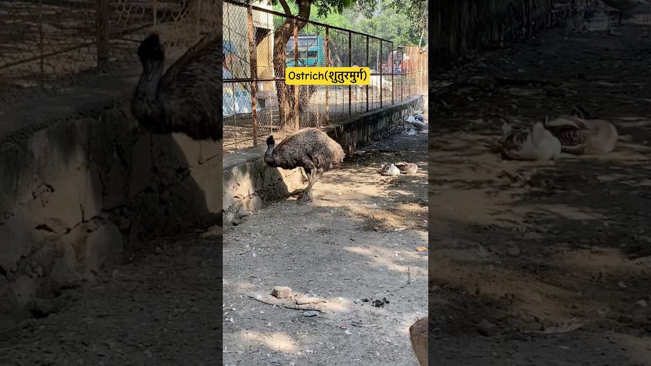 #शुतुरमुर्ग