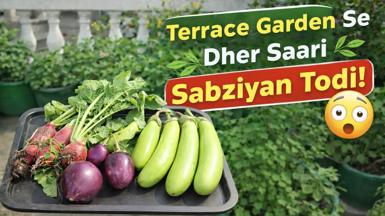 Terrace Garden Se Dher Sari Sabziyan Todi 😍 | Fresh Winter Harvest 🌿🥬 Vlog Organic Kitchen Garden 🪴 