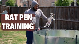 Rat Pen Training (Jack Russell Terrier)