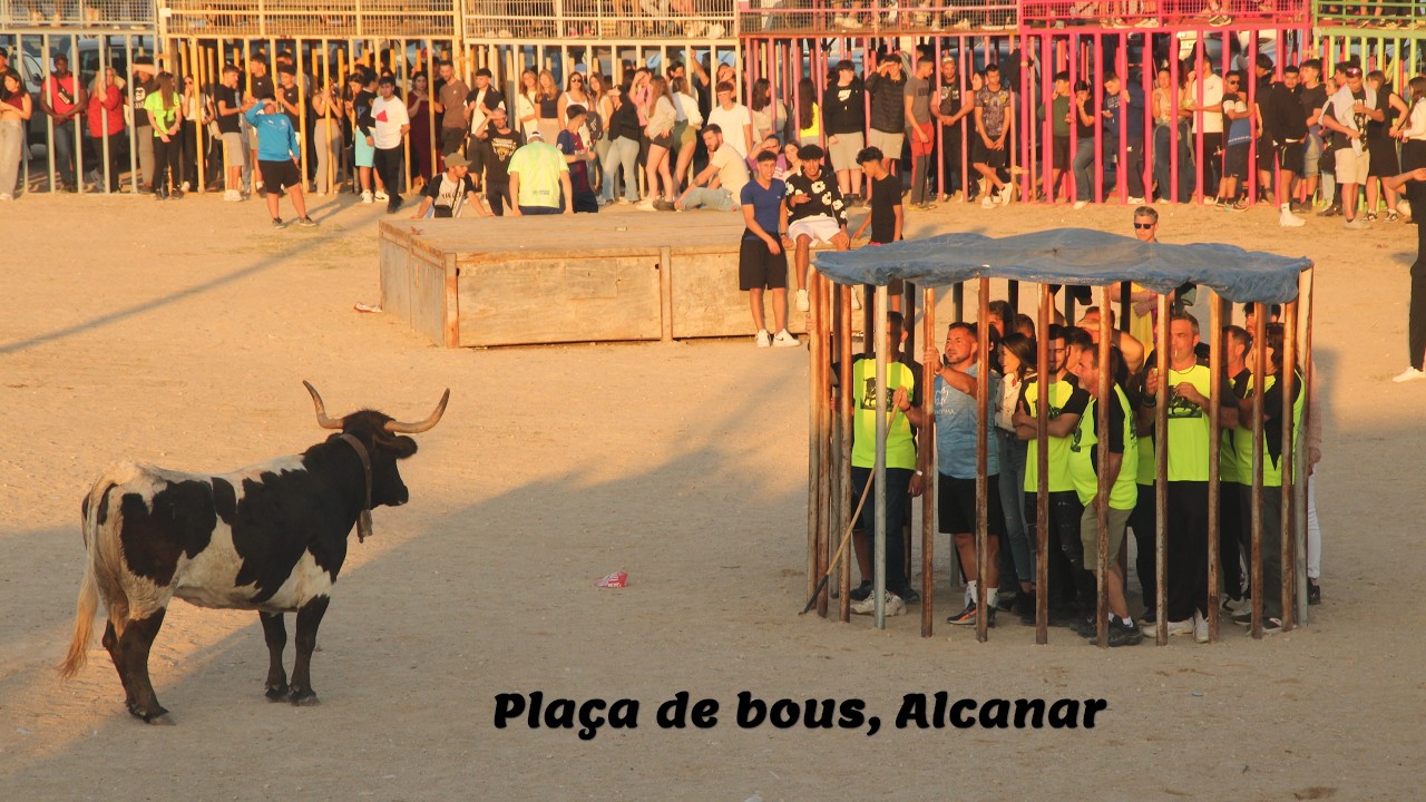 The bulls in the arena in Alcanar, Spain