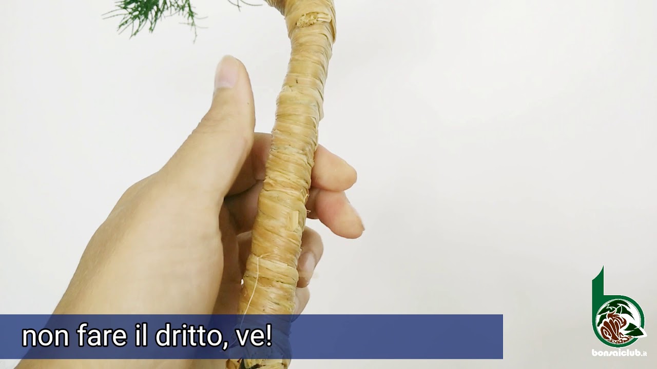 Svuotamento e torsione per un bonsai di ginepro