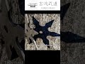 Shuriken practice #japanesemartialarts  #kobujutsu  #shuriken