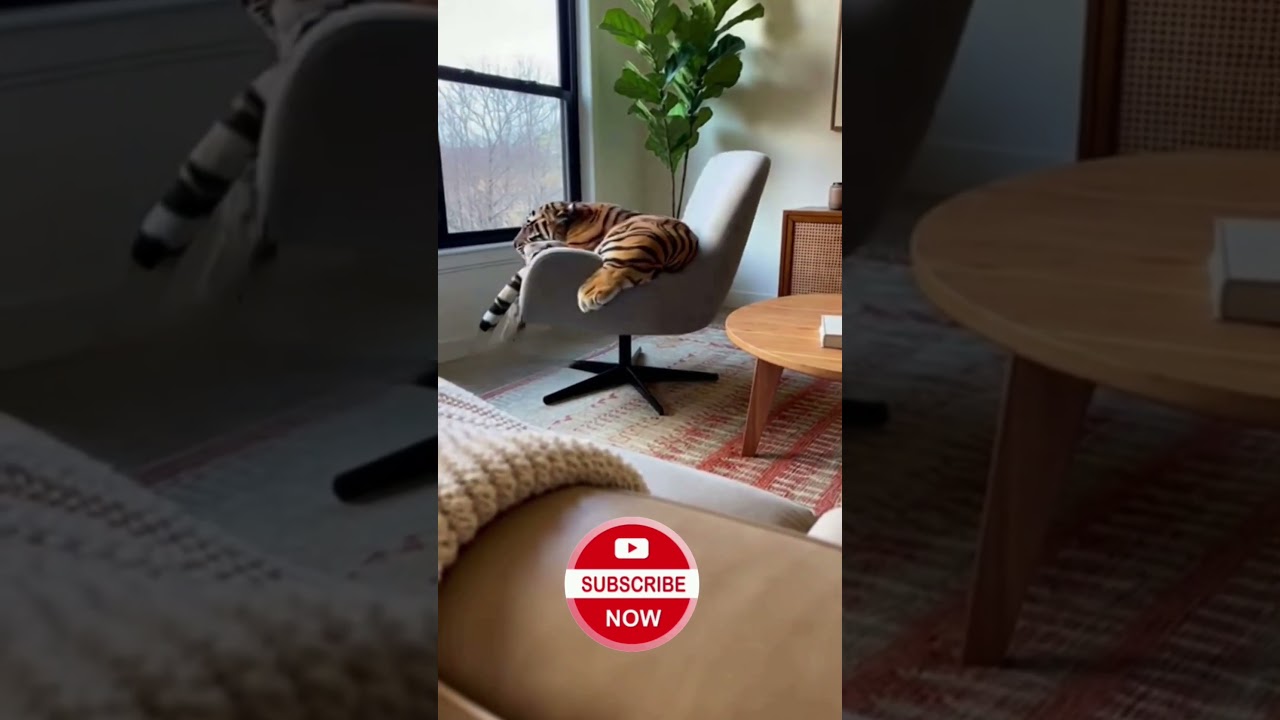Lazy Tiger Learns Chairs Fight Back 