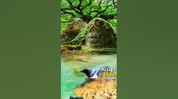 سورة الناس  - القارىء حسام الدين عبادي