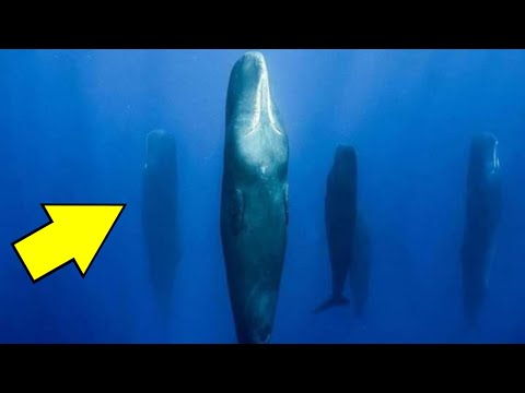 Video: Welk type milieuwetenschapper zal het meest waarschijnlijk bestuderen hoe walvissen worden beïnvloed door vervuiling?