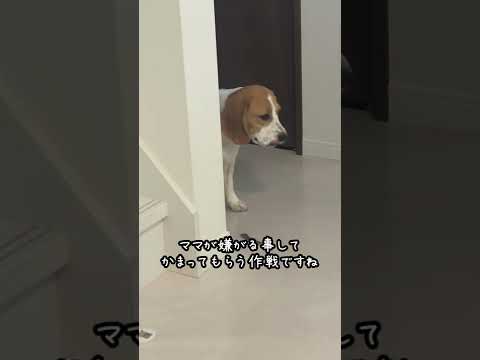 かまって欲しくて色々仕掛けてくるビーグル犬　#shorts