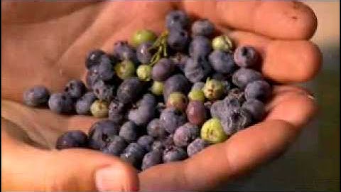 Berrytek Colour Sorter