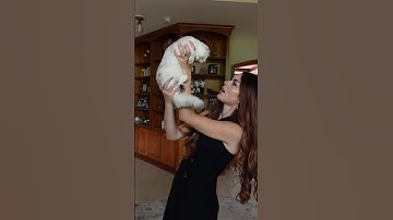 Spectacular Scottish Fold baby for you💕#scottishfold #kitten #ns11 #cute #beautiful #adorable #cat