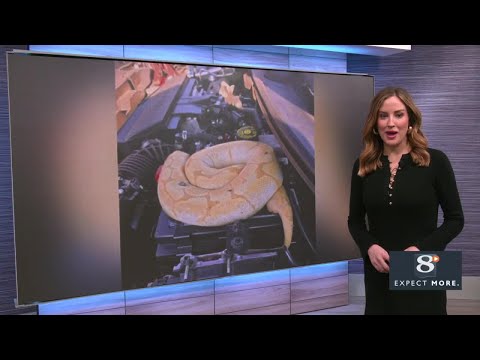 Man finds python in SUV engine