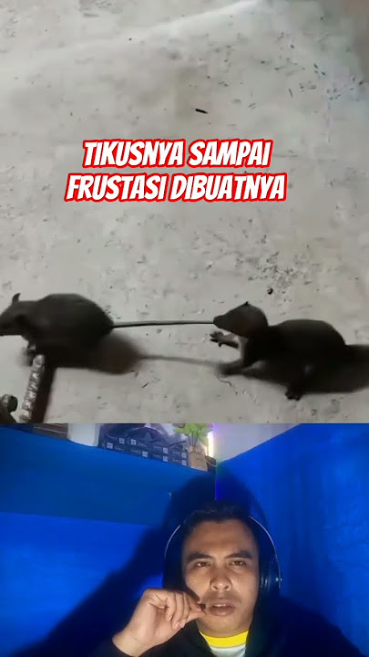 momen lucu‼️ garangan dan tikus.#short#momen lucu#garangan dan tikus.