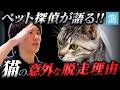 猫が家を脱走する原因TOP3｜迷子になる前に知るべき対策
