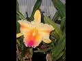 Rlc Amazing Thailand 'Magician' an absolutely stunning fragrant orchid to have in a collection