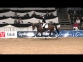 Danish Warmblood Young Horse Championship 2014 - Carl Hester testing Lady Gaga