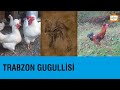 Trabzon Gugullisi