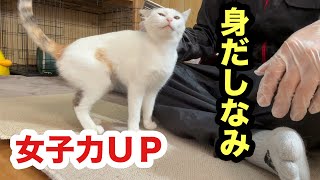 女の子だし可愛くお手入れしなくちゃ保護子猫