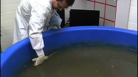 Morris Water Maze Experiment