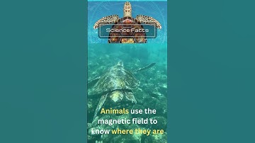 How Animals Use Magnetic Field for Navigation #shorts #facts #science