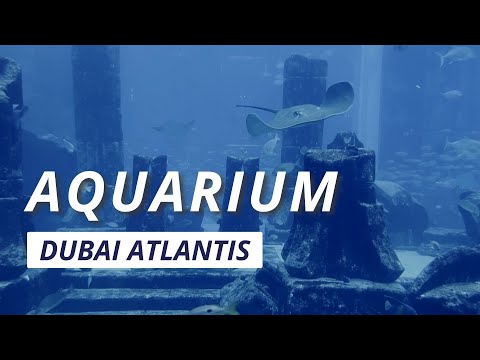 The Lost Chambers Aquarium | Atlantis the Palm Dubai