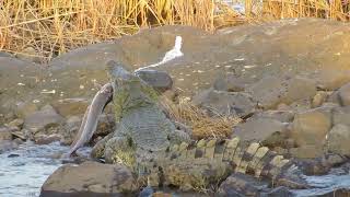 Crocodile Killing A Huge Fish