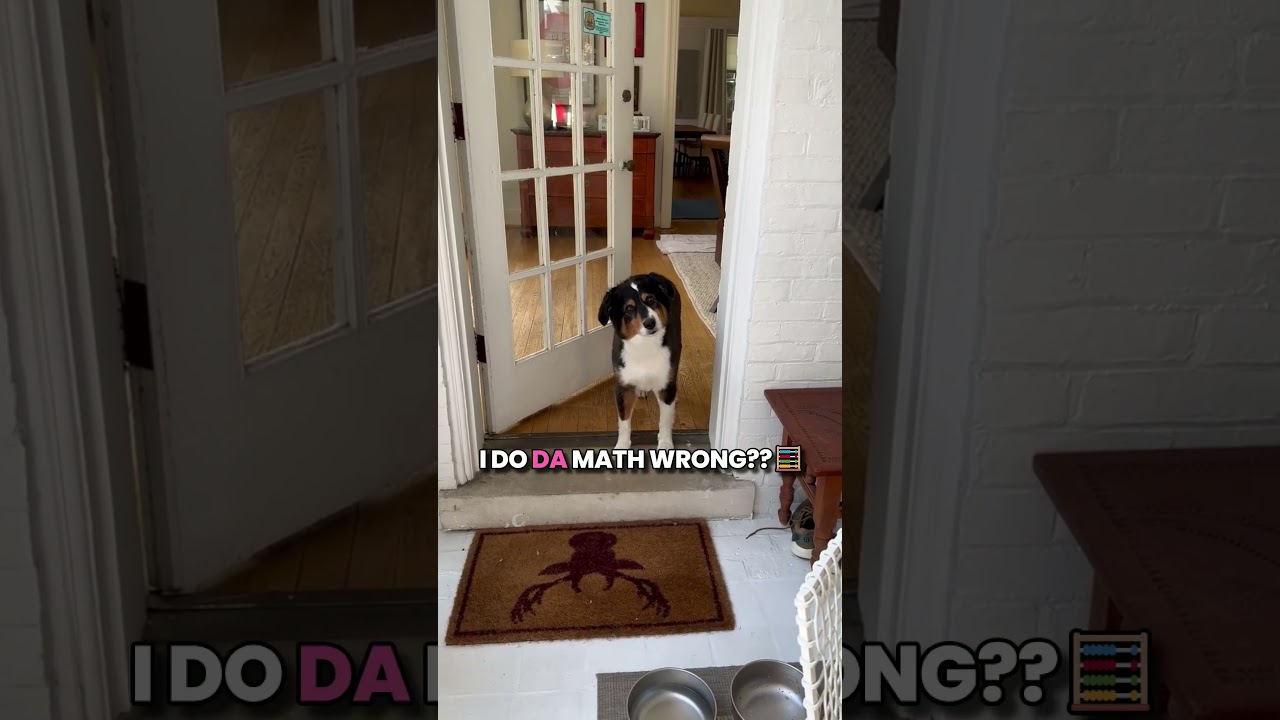 "U Say Walkies… Or U Lie to Me?! 🐶🤨 