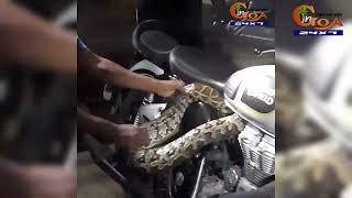 Massive python curled up in the engine bay of Royal Enfield Bike