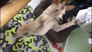 This Cute Dog Is So Excited