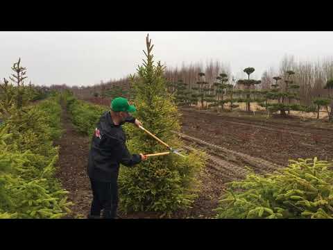 Video: Topiary Umenie V Krajinnom Dizajne