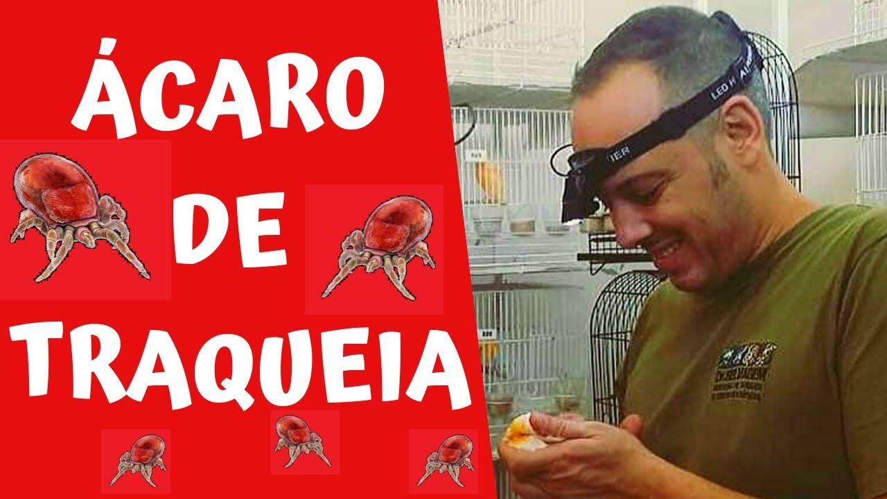 ÁCARO DE TRAQUEIA - TUDO QUE VOCÊ PRECISA SABER