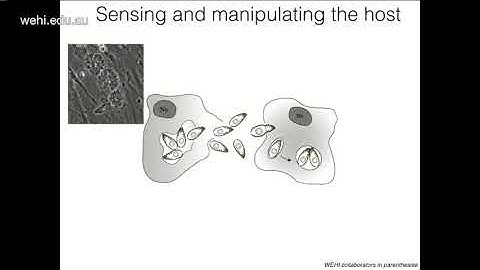 Tonkin C (2019): How Toxoplasma senses and manipulates its host