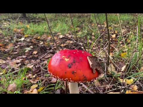 Autumnal Walk Around Knettishall Heath