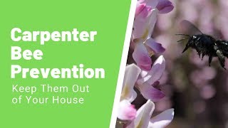 What Keeps Carpenter Bees Away? 8 Ways to Repel Carpenter Bees