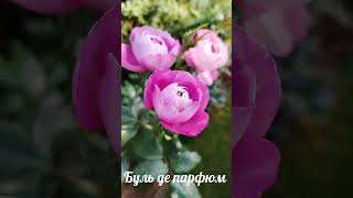 #японские розы #БУЛЬ ДЕ ПАРФЮМ