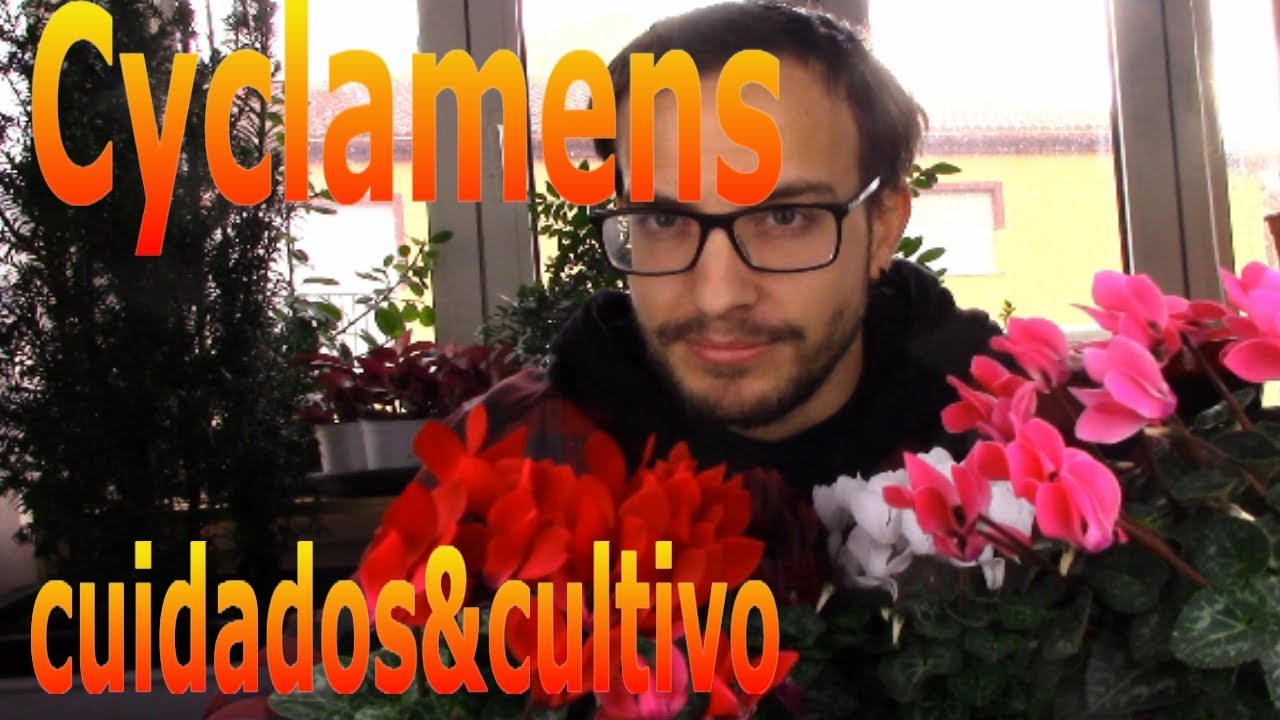 Cómo cuidar un cyclamen o Violeta de Persia (cyclamen Persicum) - YouTube