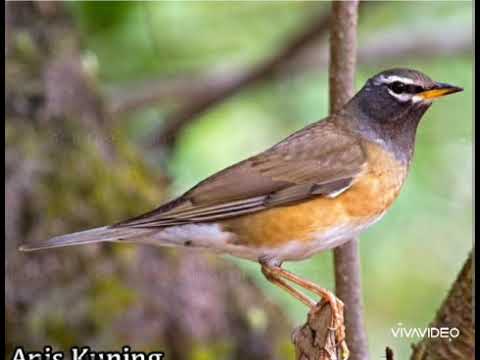 SUARA ANIS KUNING 2025. (TERBAIK)