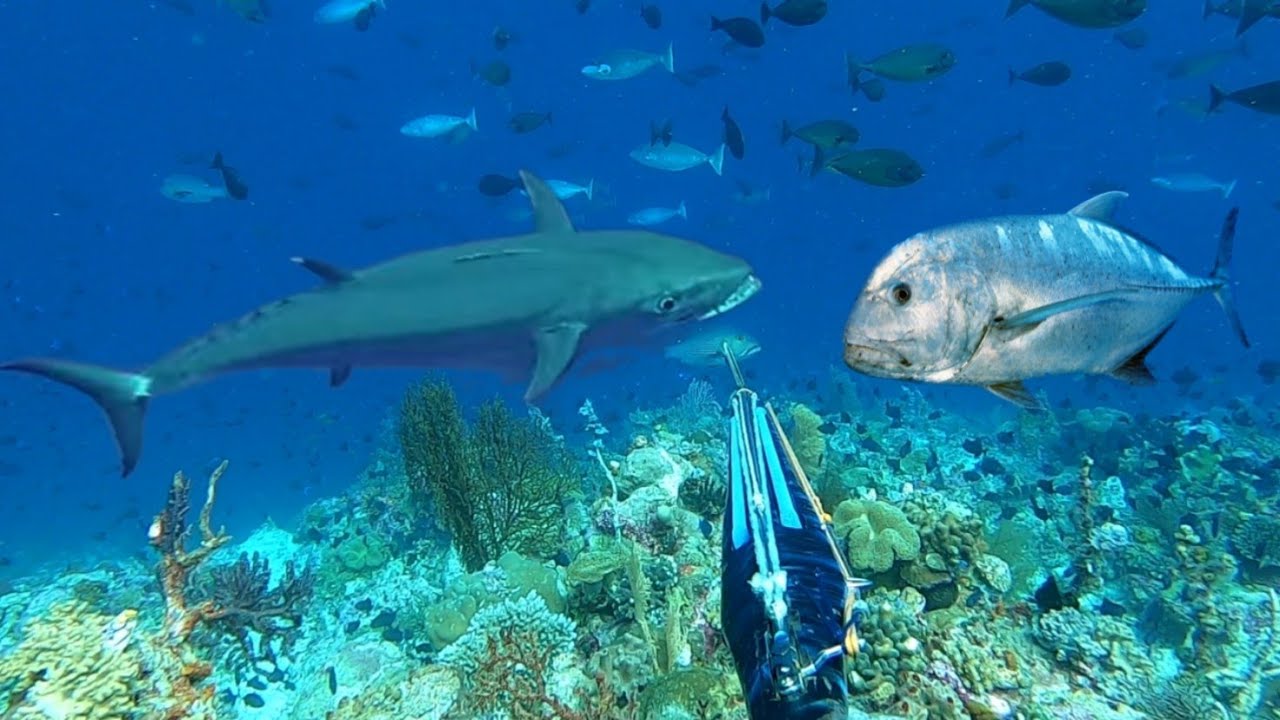 BERBURU IKAN TUNA BESAR DAN GIANT TREVALLY MONSTER