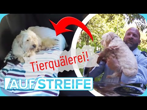 Video: Dienst-Hund hilft autistischem Jungen, Freundschaft und Vertrauen zu entdecken