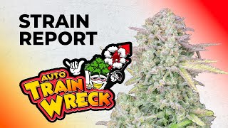 Trainwreck Auto | Strain Review | Fast Buds | Hybrid