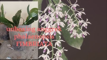 Anggrek bulan phalaenopsis fimbriata #shorts