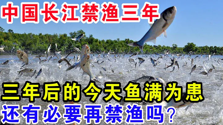中國長江禁漁三年，三年後的今天魚滿為患，還有必要再禁漁嗎？ - 天天要聞