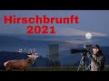 Hirschbrunft Doku 2021 / Hunting Ground Belgium