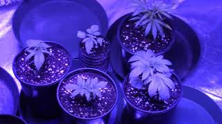Grow tent Conversion