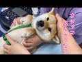 あまりの恐怖に病院でお漏らししてしまった柴犬(´･ω･`)
