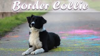 Wissenswertes + Erfahrungen mit einem Border Collie & Steinkunst Border Collie