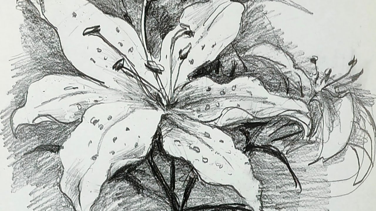 土人教画】566 素描_百合花terrain art class sketch Lily 土人老师